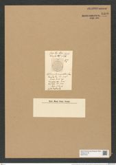 Actinocyclus auciatus Schum. (de-Toni-Nr.: Genus 195, Species 4747) Zeichnungen Sammlung Grunow Nr. 8386 (NHMW-BOT-W0377815)